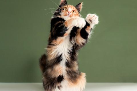 В дар кошку. Пушистая яркая трехцветная красавица кошка Ириска в добрые руки. Фото2