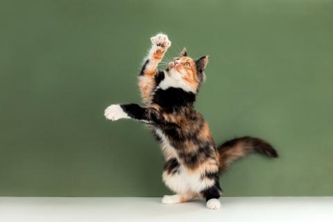 В дар кошку. Пушистая яркая трехцветная красавица кошка Ириска в добрые руки. Фото3