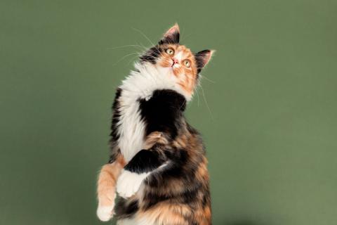 В дар кошку. Пушистая яркая трехцветная красавица кошка Ириска в добрые руки. Фото4