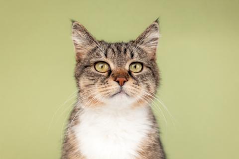 В дар кошку. Красавица-кошка Яна с кисточками на ушках в добрые руки. Фото1
