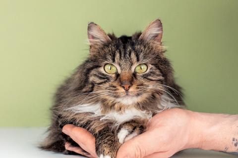 В дар кошку. Молодая сибирская кошка Фасолька в добрые руки. Фото2
