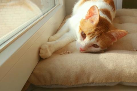 В дар кошку. Рыжий котенок СОфа в добрые руки. Фото4