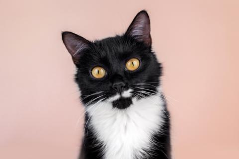 В дар кошку. Маркиза Дарья, черно-белая кошка в добрые руки. Фото1