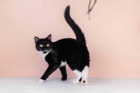 В дар кошку. Маркиза Дарья, черно-белая кошка в добрые руки. Фото2