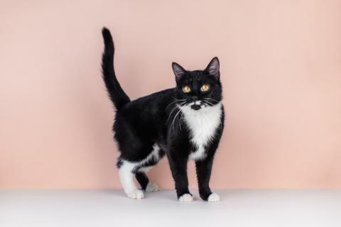 В дар кошку. Маркиза Дарья, черно-белая кошка в добрые руки. Фото4