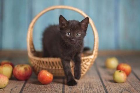 В дар кошку. Черный маленький котенок Дваня в добрые руки. Фото1