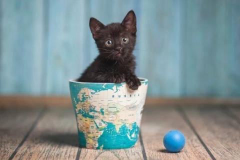В дар кошку. Черный маленький котенок Дваня в добрые руки. Фото2
