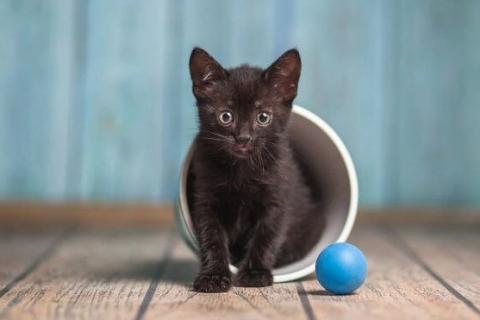 В дар кошку. Черный маленький котенок Дваня в добрые руки. Фото3