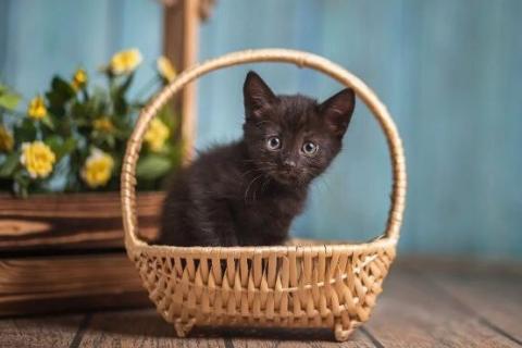 В дар кошку. Черный маленький котенок Дваня в добрые руки. Фото4