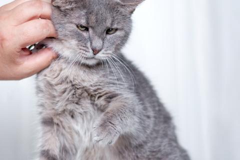 В дар кошку. Косенький котик Питер Пен в добрые руки. Фото3
