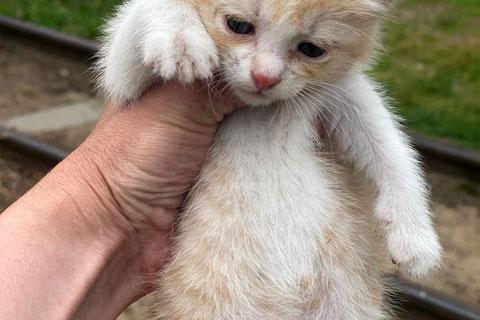 В дар кошку. Маленькие солнышки, милые домашние котята в добрые руки. Фото4