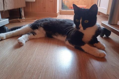 В дар кошку. Милая и домашняя кошка Мяша в добрые руки. Фото4