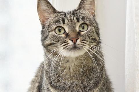 В дар кошку. Ласковая полосатая кошка Ириска с кистями на ушах ищет дом. Фото1