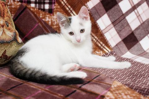 В дар кошку. Любопытный котенок Тимоша в добрые руки. Фото1