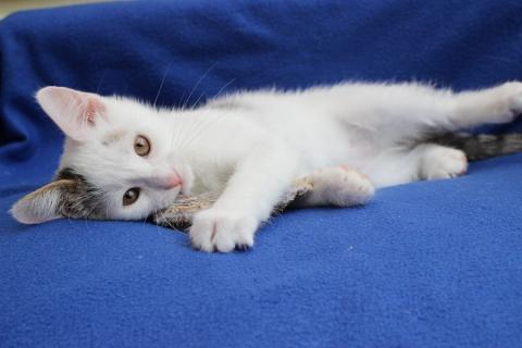 В дар кошку. Любопытный котенок Тимоша в добрые руки. Фото2