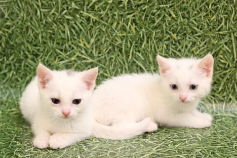 В дар кошку. Блондин с голубыми глазами! Котенок в добрые руки. Фото1