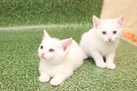 В дар кошку. Блондин с голубыми глазами! Котенок в добрые руки. Фото4