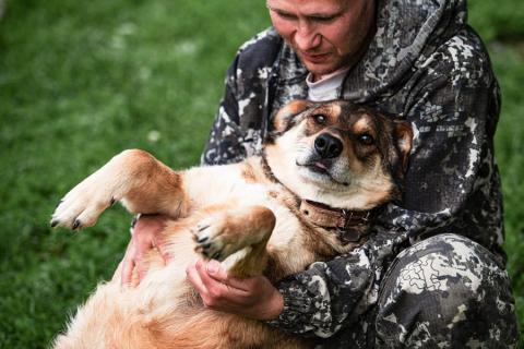 В дар собаку. Спокойный и дружелюбный пес Филя ищет дом!. Фото2