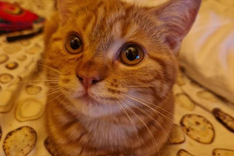 В дар кошку. Мраморно-рыжая котёнок Брунхильда, привита, стерилизована. Фото3
