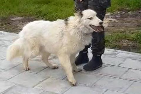 В дар собаку. Белый медведь Самсон, изумительный домашний пес в добрые руки. Фото2