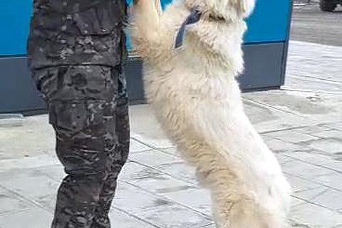 В дар собаку. Белый медведь Самсон, изумительный домашний пес в добрые руки. Фото3