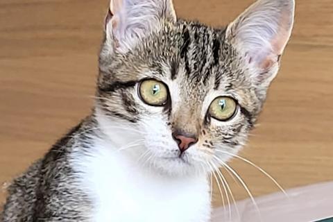 В дар кошку. Очень ласковая 3 мес кошечка Зизи́ ищет дом. Фото1