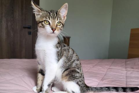 В дар кошку. Очень ласковая 3 мес кошечка Зизи́ ищет дом. Фото2