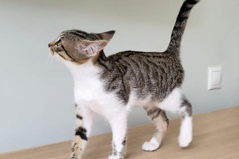 В дар кошку. Очень ласковая 3 мес кошечка Зизи́ ищет дом. Фото3