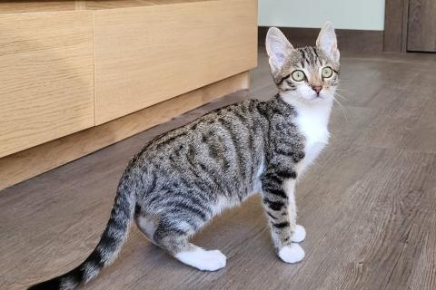 В дар кошку. Очень ласковая 3 мес кошечка Зизи́ ищет дом. Фото4