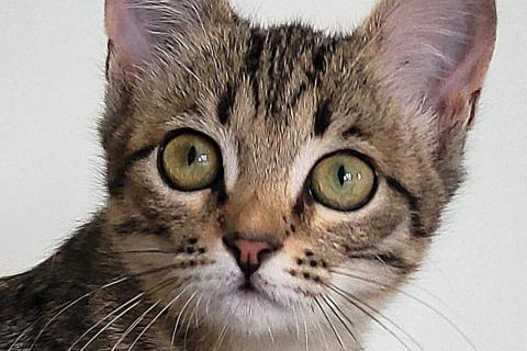 В дар кошку. Ласковая и ручная 3 мес кошечка Биби́ ищет дом. Фото1