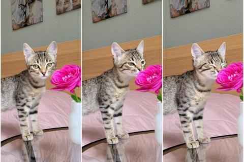 В дар кошку. Ласковая и ручная 3 мес кошечка Биби́ ищет дом. Фото2