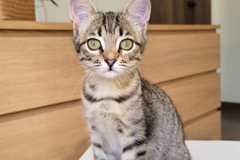 В дар кошку. Ласковая и ручная 3 мес кошечка Биби́ ищет дом. Фото4