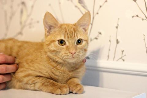В дар кошку. Рыжий красавец котенок Оскар в добрые руки. Москва и МО. Фото1