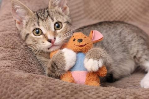 В дар кошку. Ласковая и нежная кошечка Мушка ищет семью!. Фото2