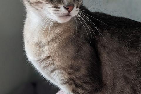 В дар кошку. Восхитительная кошка Оливка в добрые руки. Москва и МО. Фото1