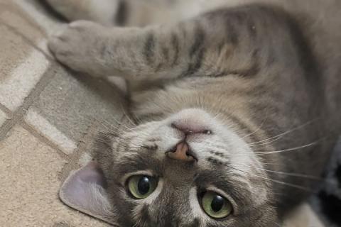 В дар кошку. Восхитительная кошка Оливка в добрые руки. Москва и МО. Фото4