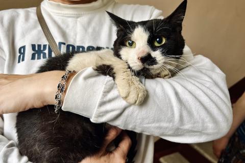 В дар кошку. Ласковая и очень несчастная кошка Тату! Помогите найти ей дом!. Фото2