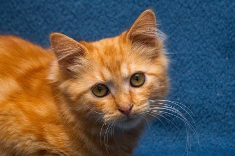 В дар кошку. Усердный 5 мес котенок Эрнест ищет дом!. Фото1