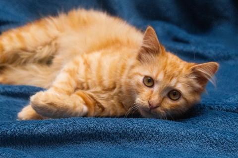 В дар кошку. Усердный 5 мес котенок Эрнест ищет дом!. Фото2