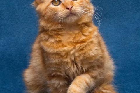 В дар кошку. Усердный 5 мес котенок Эрнест ищет дом!. Фото3