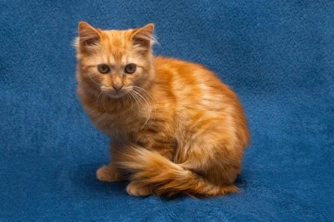 В дар кошку. Усердный 5 мес котенок Эрнест ищет дом!. Фото4