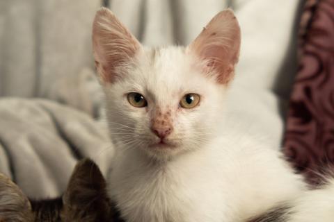 В дар кошку. Милые, ручные котята в добрые руки. Москва и МО. Фото3