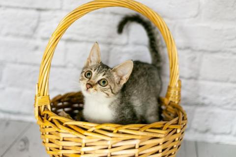 В дар кошку. Девочка-котенок Кнопа в добрые руки. Москва и МО. Фото1