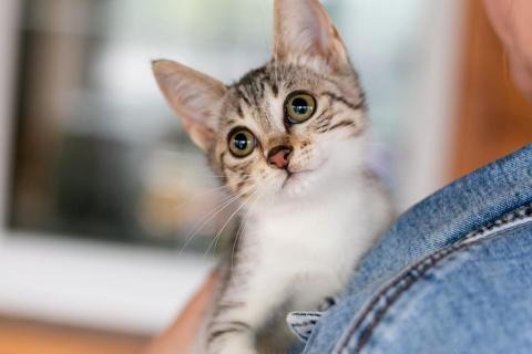 В дар кошку. Девочка-котенок Кнопа в добрые руки. Москва и МО. Фото2