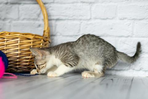 В дар кошку. Девочка-котенок Кнопа в добрые руки. Москва и МО. Фото3
