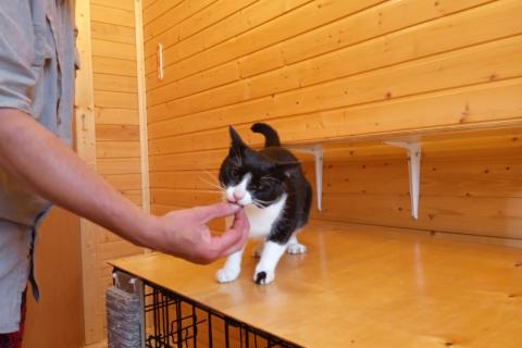 В дар кошку. Чудесный котик Василий в добрые руки. Москва и МО. Фото3