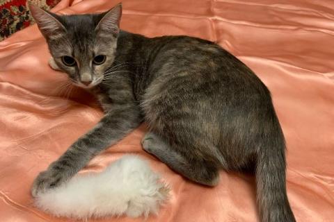 В дар кошку. Домашняя, уютная кошка Шанель в добрые руки. Москва и МО. Фото2