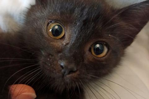 В дар кошку. Черненькое солнышко домашний котенок Черничка в добрые руки. Фото1