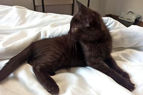 В дар кошку. Черненькое солнышко домашний котенок Черничка в добрые руки. Фото2