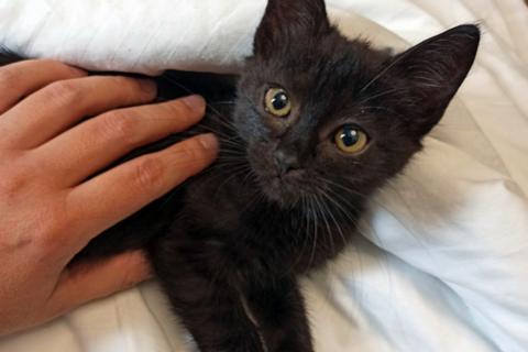 В дар кошку. Черненькое солнышко домашний котенок Черничка в добрые руки. Фото3
